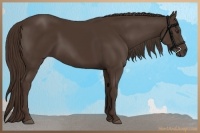 Horse Color:Liver Chestnut 