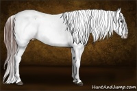 Horse Color:Brown Appaloosa 