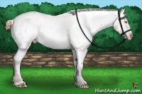 Horse Color:Amber Champagne Snowcap