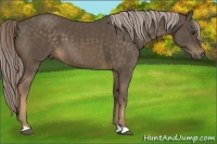Horse Color:Chocolate Palomino 