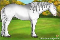 Horse Color:White Spotted Silver Brown Chinchilla Onyx Sabino 