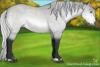 Horse Color:Silver Brown Chinchilla 