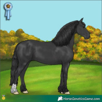 Horse Color:Black 