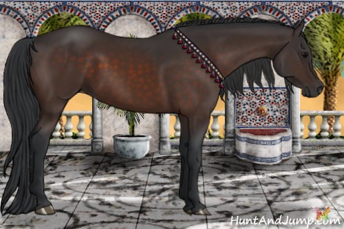 Horse Color:Brown Sabino Rabicano