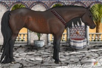 Horse Color:Brown Sabino Rabicano 