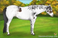 Horse Color:White Spotted Brown 