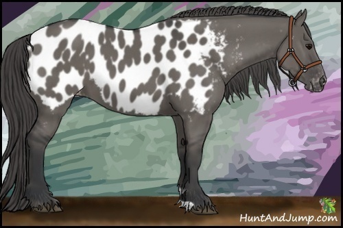 Horse Color:Grullo Appaloosa 