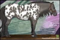 Horse Color:Grullo Appaloosa 