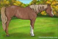 Horse Color:Chestnut Rabicano 