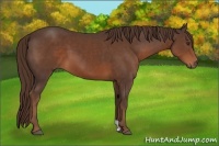 Horse Color:Liver Chestnut 