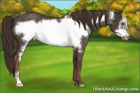 Horse Color:Liver Chestnut Frame Rabicano