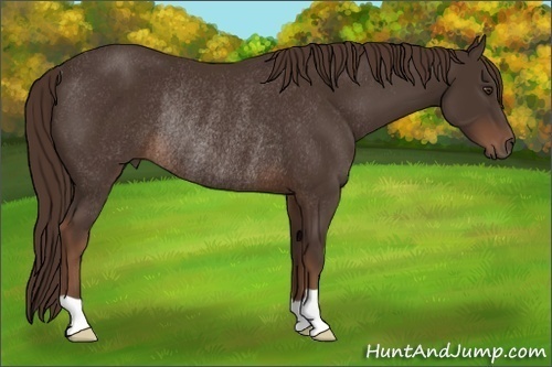 Horse Color:Liver Chestnut Rabicano 