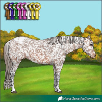 Horse Color:Bay Appaloosa 