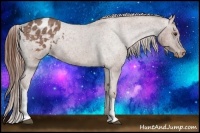 Horse Color:Red Roan Tobiano Appaloosa