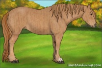 Horse Color:Chestnut  and Chestnut 