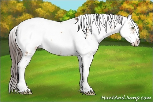 Horse Color:Sable Champagne Sabino Appaloosa 