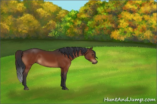 Horse Color:Brown and Brown