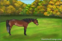 Horse Color:Brown and Brown