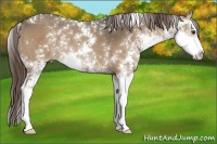 Horse Color:Liver Red Dun Sabino Rabicano 
