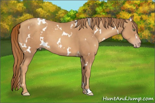 Horse Color:White Spotted Gold Champagne 