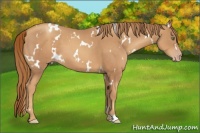 Horse Color:White Spotted Gold Champagne 