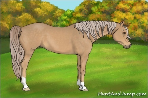 Horse Color:Palomino 