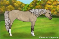 Horse Color:Silver Brown Dun