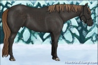 Horse Color:Liver Chestnut 