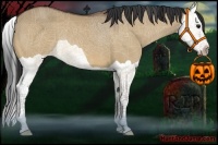 Horse Color:Bay Dun Splash 