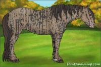 Horse Color:Black  and Classic Champagne 