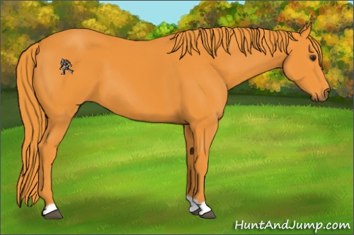 Horse Color:Watercolor Liver Chestnut 