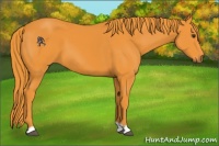 Horse Color:Watercolor Liver Chestnut 