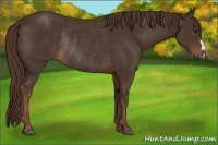 Horse Color:Liver Chestnut Rabicano 