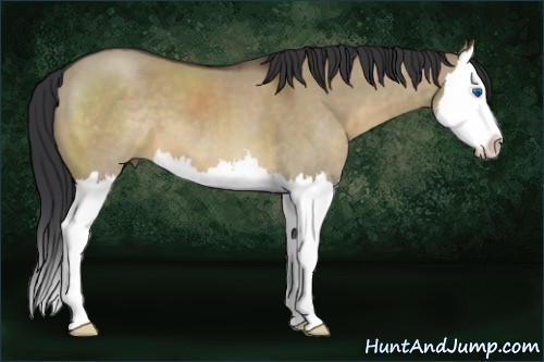 Horse Color:Brown Dun Sabino Splash 