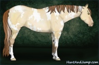 Horse Color:White Spotted Bay Pearl Dun Sabino 