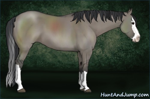 Horse Color:Grullo Sabino Splash 