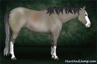 Horse Color:Grullo Sabino Splash 