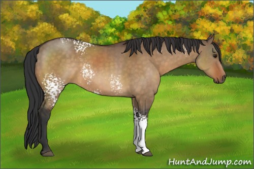 Horse Color:White Spotted Bay Dun Sabino