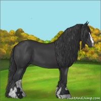 Horse Color:Black Sabino