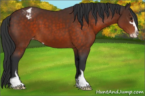 Horse Color:Brown Sabino Appaloosa
