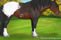 Horse Color:Brown Appaloosa