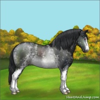 Horse Color:White Spotted Brown Chinchilla