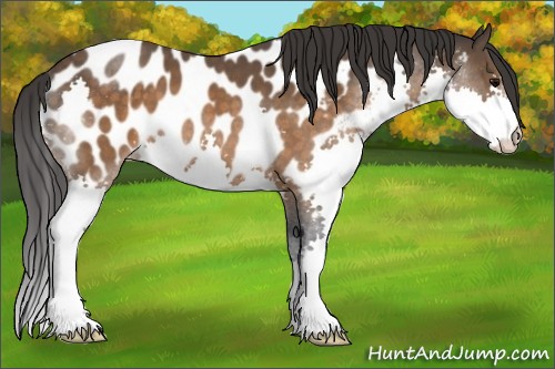 Horse Color:Brown Splash Near Leopard