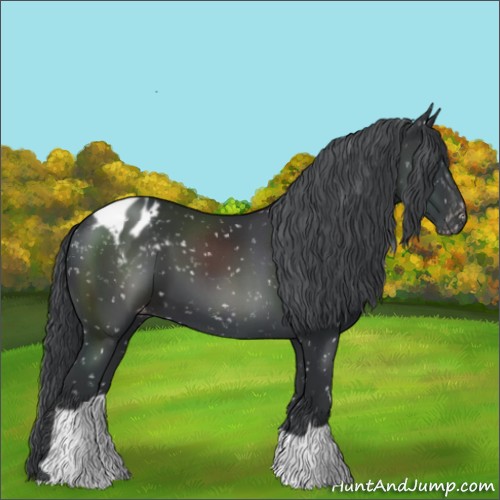 Horse Color:Black Chinchilla Appaloosa 