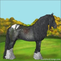 Horse Color:Black Chinchilla Appaloosa