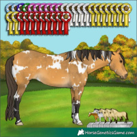 Horse Color:White Spotted Buckskin