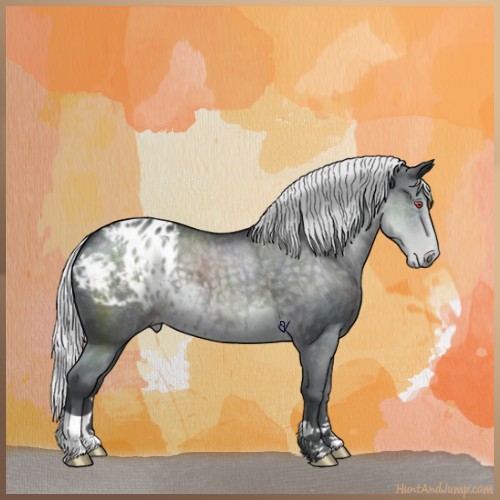 Horse Color:Silver Black Chinchilla Appaloosa 