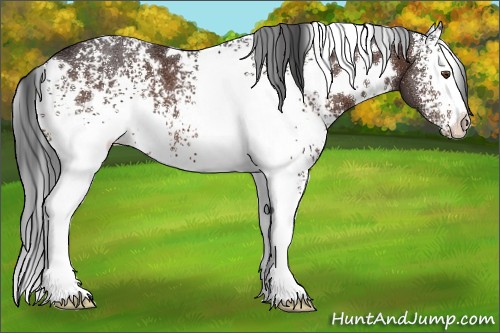Horse Color:White Spotted Brown 