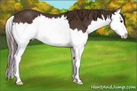 Horse Color:Liver Chestnut Splash 