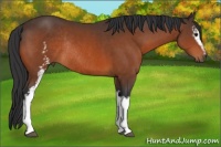 Horse Color:White Spotted Bay Rabicano